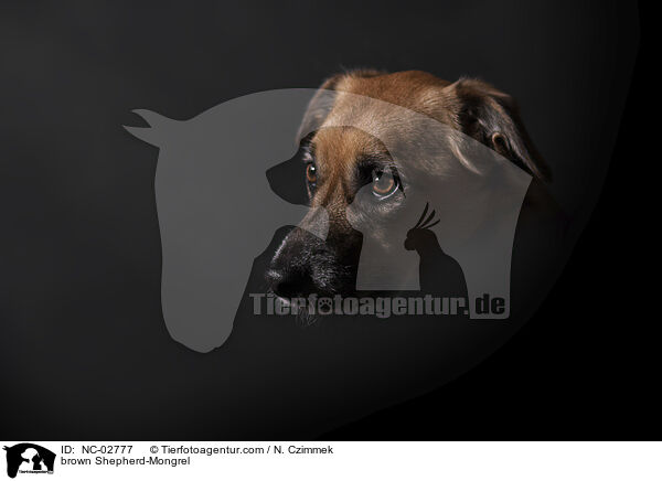 brauner Schferhund-Mischling / brown Shepherd-Mongrel / NC-02777