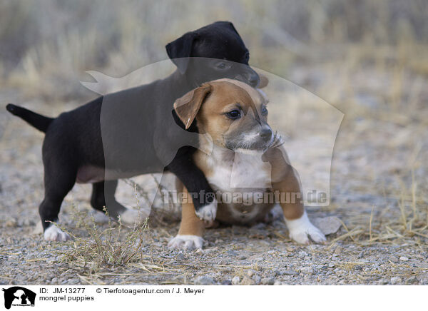 Mischling Welpen / mongrel puppies / JM-13277