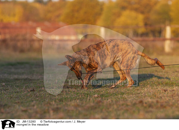 Mischling auf der Wiese / mongrel in the meadow / JM-13280