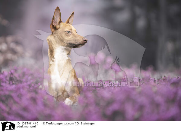 ausgewachsener Mischling / adult mongrel / DST-01445