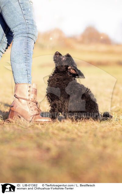 Frau und Chihuahua-Yorkshire-Terrier / woman and Chihuahua-Yorkshire-Terrier / LIB-01382