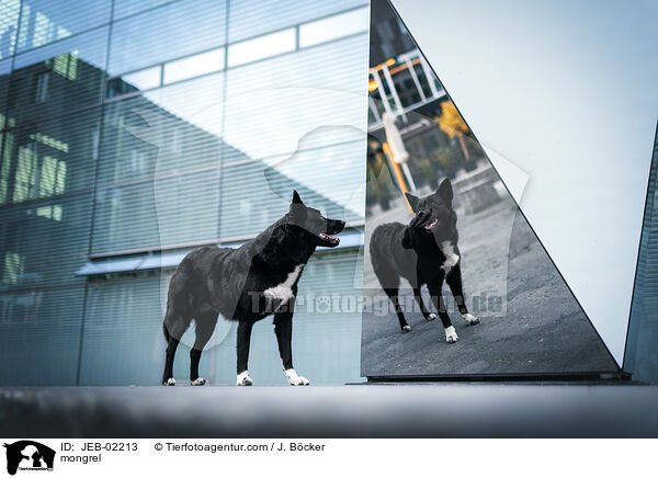 Mischling / mongrel / JEB-02213