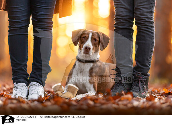 Mischling / mongrel / JEB-02271