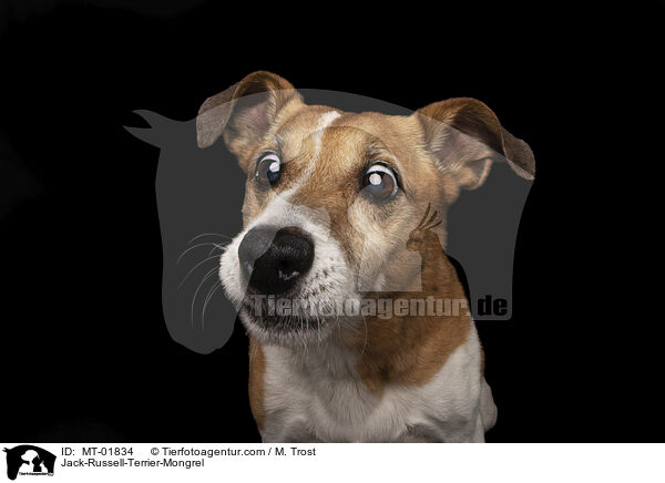 Jack-Russell-Terrier-Mischling / Jack-Russell-Terrier-Mongrel / MT-01834