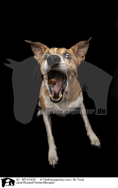 Jack-Russell-Terrier-Mischling / Jack-Russell-Terrier-Mongrel / MT-01835