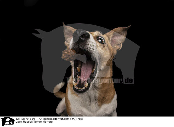Jack-Russell-Terrier-Mischling / Jack-Russell-Terrier-Mongrel / MT-01836