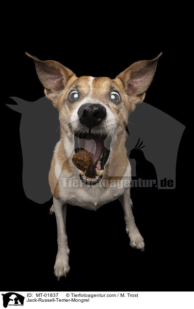 Jack-Russell-Terrier-Mischling / Jack-Russell-Terrier-Mongrel / MT-01837