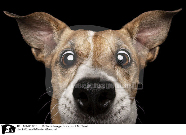 Jack-Russell-Terrier-Mischling / Jack-Russell-Terrier-Mongrel / MT-01838