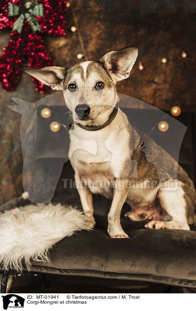 Corgi-Mischling zu Weihnachten / Corgi-Mongrel at christmas / MT-01941