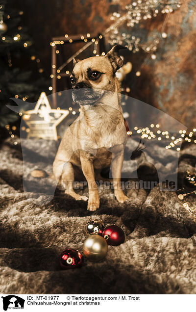 Chihuahua-Mischling an Weihnachten / Chihuahua-Mongrel at christmas / MT-01977
