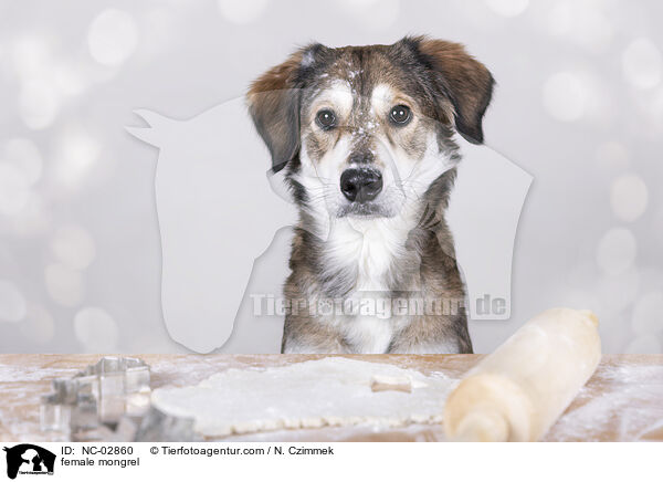 Mischling H�ndin / female mongrel / NC-02860