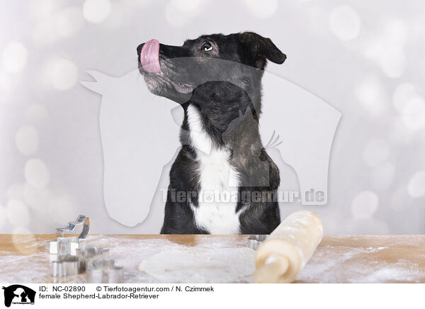 Schferhund-Labrador-Retriever Hndin / female Shepherd-Labrador-Retriever / NC-02890