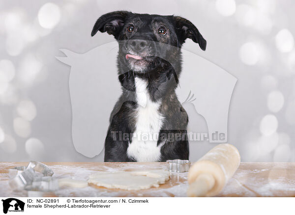 Schferhund-Labrador-Retriever Hndin / female Shepherd-Labrador-Retriever / NC-02891