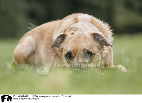 Schferhund-Mischling Rde / male Shepherd-Mongrel / NC-02899