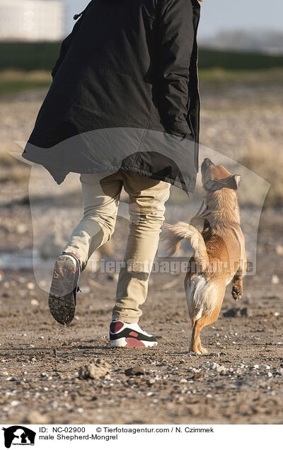 Schferhund-Mischling Rde / male Shepherd-Mongrel / NC-02900