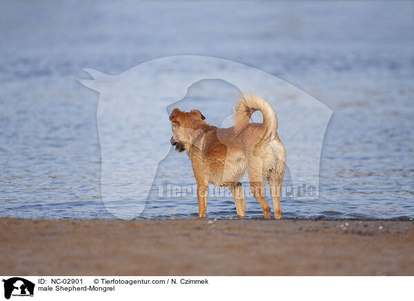 Schferhund-Mischling Rde / male Shepherd-Mongrel / NC-02901