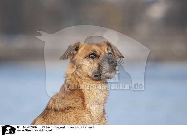 Schferhund-Mischling Rde / male Shepherd-Mongrel / NC-02902
