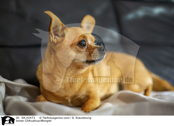 brauner Chihuahua-Mischling / brown Chihuahua-Mongrel / SK-02473