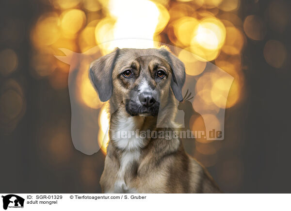 ausgewachsener Mischling / adult mongrel / SGR-01329
