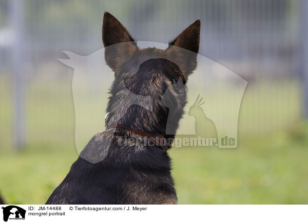 Mischling Portrait / mongrel portrait / JM-14488