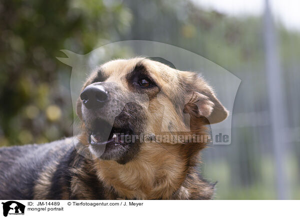 Mischling Portrait / mongrel portrait / JM-14489