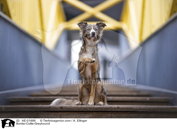Border-Collie-Windhund / Border-Collie-Greyhound / AE-01886