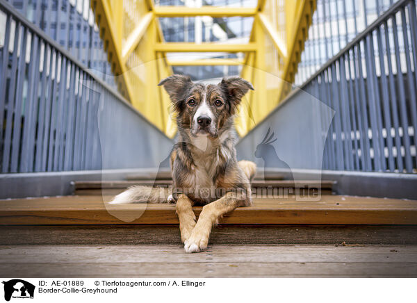 Border-Collie-Windhund / Border-Collie-Greyhound / AE-01889