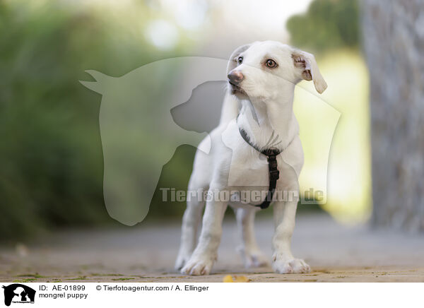 Mischling Welpe / mongrel puppy / AE-01899
