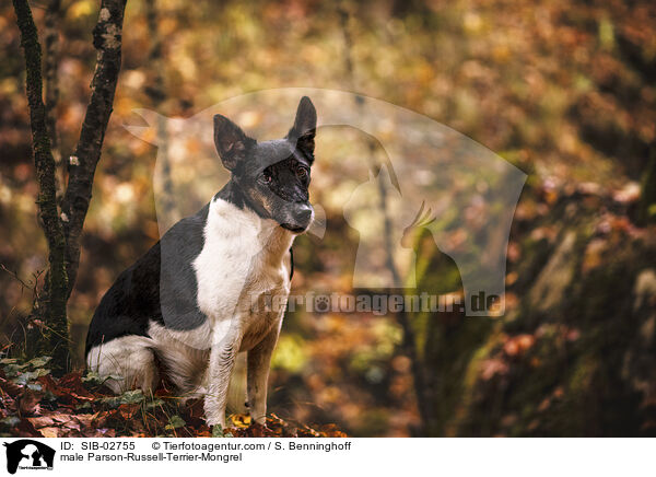 Parson-Russell-Terrier-Mischling Rde / male Parson-Russell-Terrier-Mongrel / SIB-02755