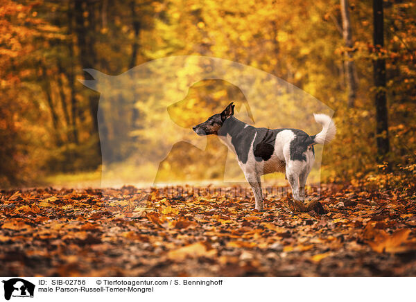 Parson-Russell-Terrier-Mischling Rde / male Parson-Russell-Terrier-Mongrel / SIB-02756