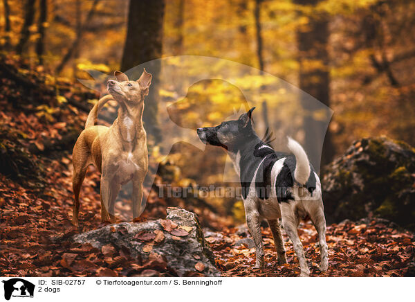2 Hunde / 2 dogs / SIB-02757