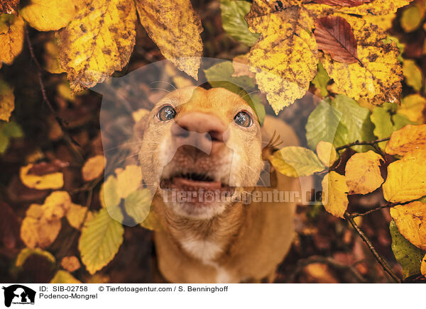 Podenco-Mischling / Podenco-Mongrel / SIB-02758