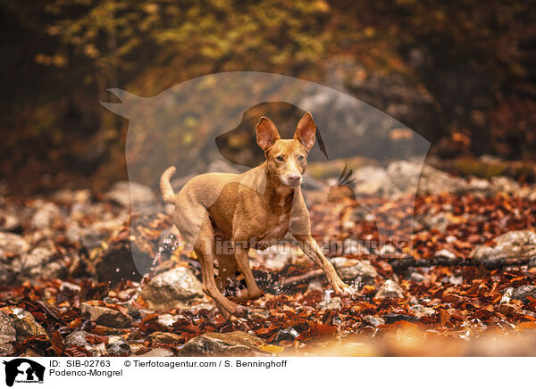 Podenco-Mischling / Podenco-Mongrel / SIB-02763