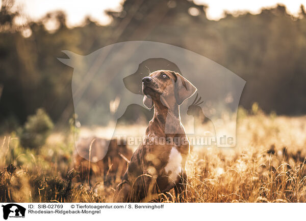 Rhodesian-Ridgeback-Mischling / Rhodesian-Ridgeback-Mongrel / SIB-02769