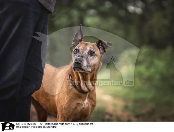 Rhodesian-Ridgeback-Mischling / Rhodesian-Ridgeback-Mongrel / SIB-02786