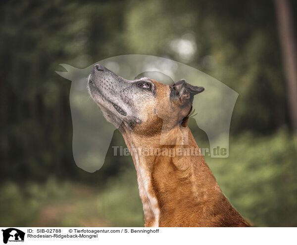 Rhodesian-Ridgeback-Mischling / Rhodesian-Ridgeback-Mongrel / SIB-02788