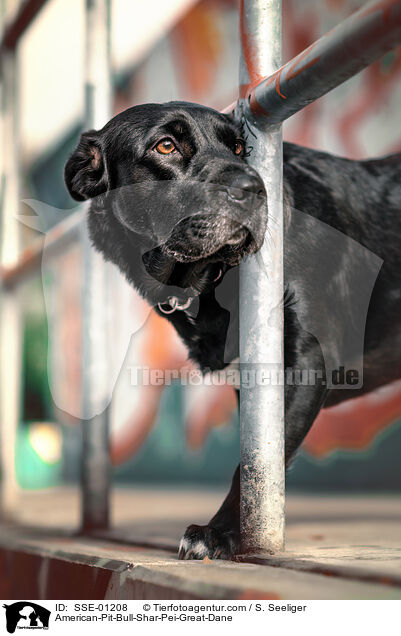 American-Pit-Bull-Shar-Pei-Dogge / American-Pit-Bull-Shar-Pei-Great-Dane / SSE-01208