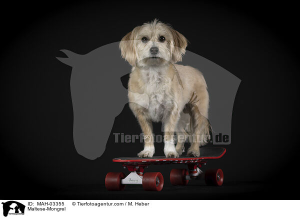 Malteser-Mischling / Maltese-Mongrel / MAH-03355