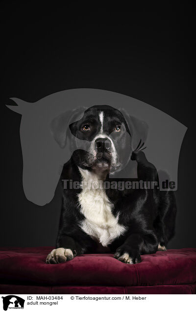 ausgewachsener Mischling / adult mongrel / MAH-03484