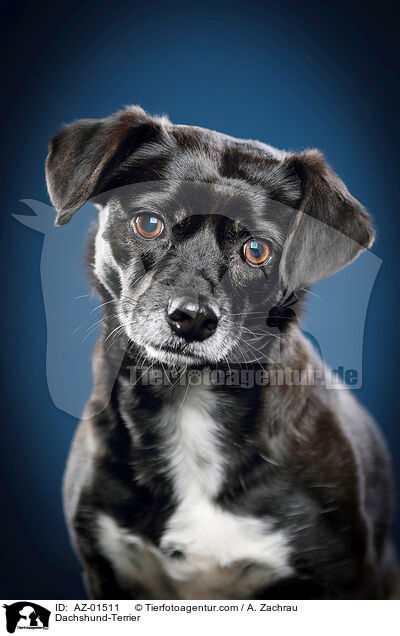 Dackel-Terrier / Dachshund-Terrier / AZ-01511