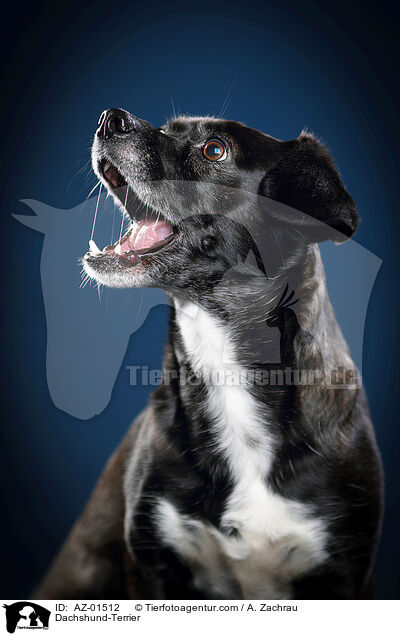 Dackel-Terrier / Dachshund-Terrier / AZ-01512