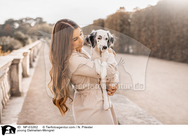 junger Dalmatiner-Mischling / young Dalmatian-Mongrel / NP-03262