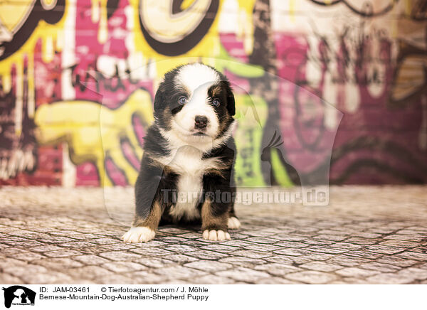 Berner-Sennenhund-Australian-Shepherd Welpe / Bernese-Mountain-Dog-Australian-Shepherd Puppy / JAM-03461