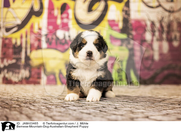 Berner-Sennenhund-Australian-Shepherd Welpe / Bernese-Mountain-Dog-Australian-Shepherd Puppy / JAM-03465