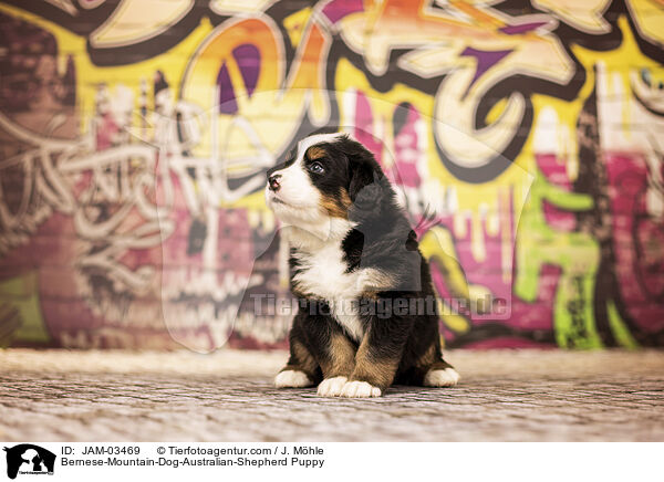 Berner-Sennenhund-Australian-Shepherd Welpe / Bernese-Mountain-Dog-Australian-Shepherd Puppy / JAM-03469