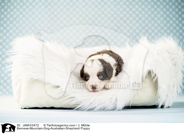 Berner-Sennenhund-Australian-Shepherd Welpe / Bernese-Mountain-Dog-Australian-Shepherd Puppy / JAM-03472