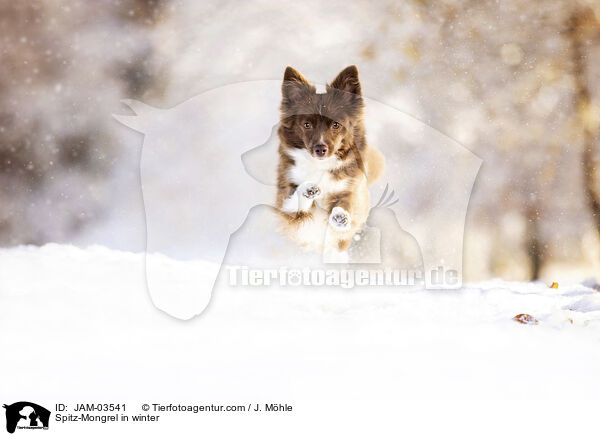 Spitz-Mischling im Winter / Spitz-Mongrel in winter / JAM-03541