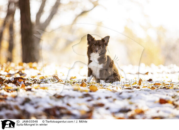 Spitz-Mischling im Winter / Spitz-Mongrel in winter / JAM-03548