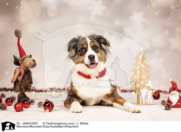 Berner-Sennenhund-Australian-Shepherd / Bernese-Mountain-Dog-Australian-Shepherd / JAM-03567