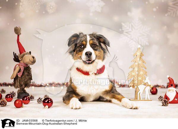 Berner-Sennenhund-Australian-Shepherd / Bernese-Mountain-Dog-Australian-Shepherd / JAM-03568